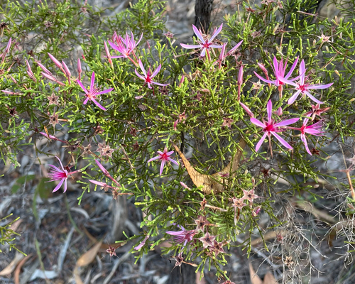 Calytrix exstipulata observed 2026-10-11