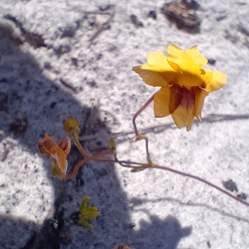 Goodenia trinervis, 2026-10-16