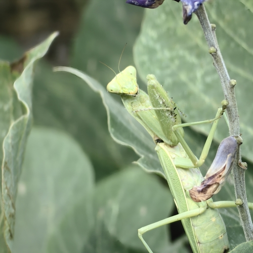 Giant Asian Mantis