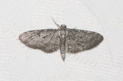 Eupithecia fletcherata