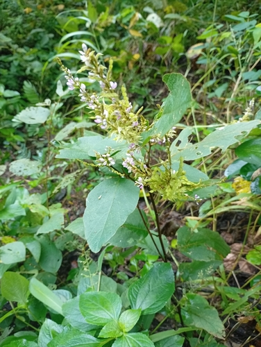 Polhillides velutina observed 2026-09-30