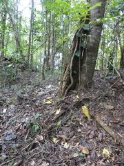 Sanguinoderma rugosum