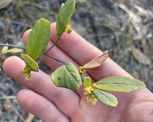 Petalostigma quadriloculare observed 2026-10-11