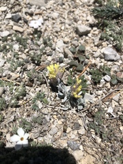 Physaria hitchcockii