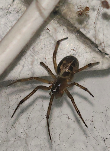 Noble False Widow