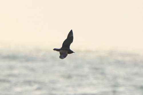 iNaturalist image