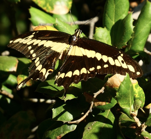 Western Giant Swallowtail