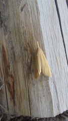 Schoenobius gigantella