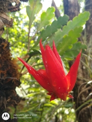 Disocactus ackermannii