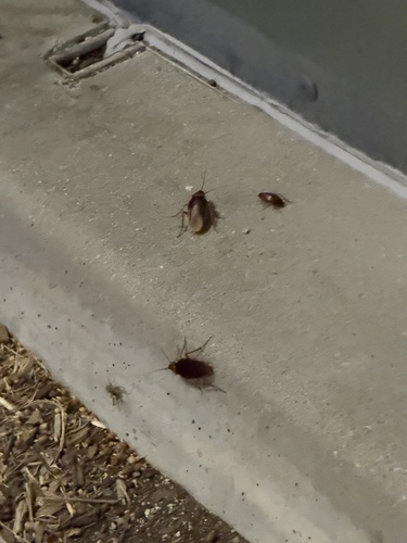 American Cockroach