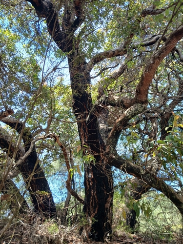 Corymbia ficifolia observed 2026-10-14