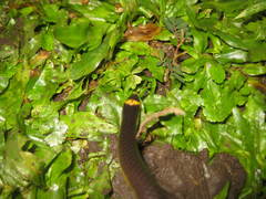 Calamaria lumbricoidea