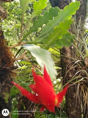 Disocactus ackermannii