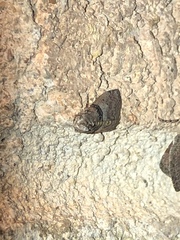 Tlascala reductella