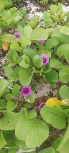 Beach Morning Glory