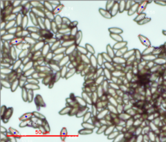Hortiboletus coccyginus