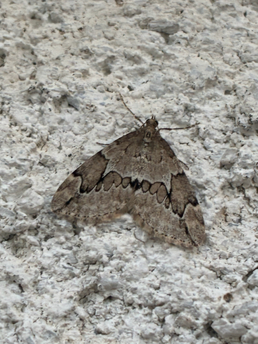 Juniper Carpet