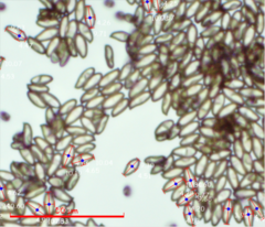 Hortiboletus coccyginus