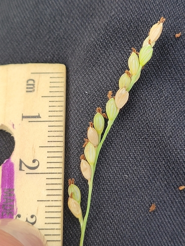 vine mesquite