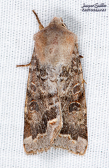 Orthosia hibisci