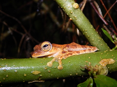 Rhacophorus margaritifer