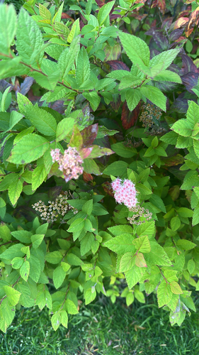 Spiraea japonica observed 2026-10-11