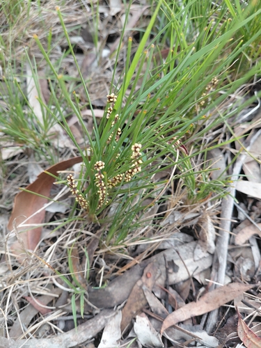 Lomandra glauca observed 2026-10-16