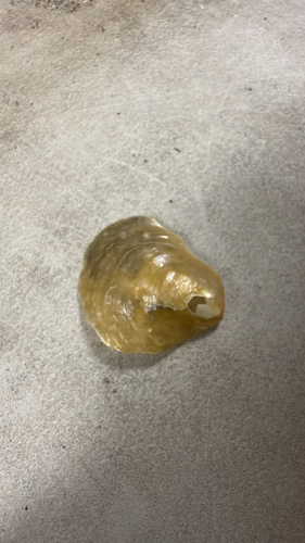 Anomia peruviana observed 2026-10-15