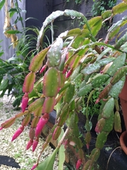 Schlumbergera buckleyi