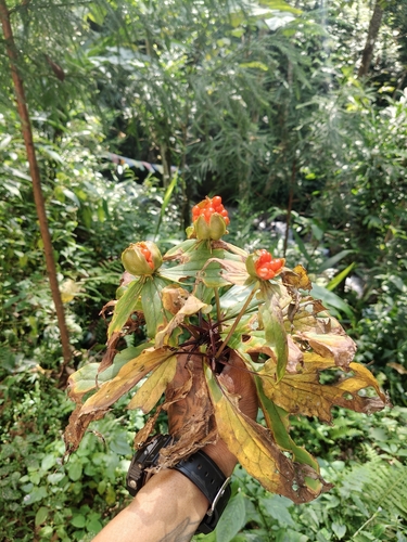 Paris polyphylla observed 2026-10-15