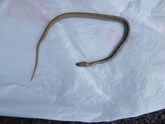 Coelognathus radiatus