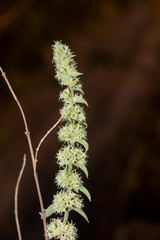 Asterohyptis stellulata