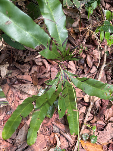 Lygodium circinnatum observed 2026-10-16