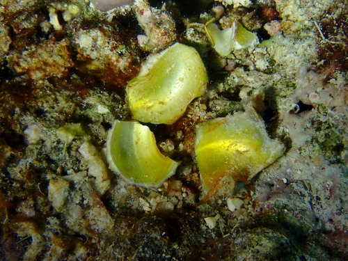 Turbo chrysostomus observed 2026-10-11