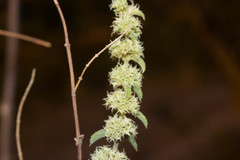 Asterohyptis stellulata