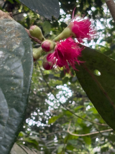 Syzygium malaccense observed 2026-10-16