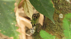 Gonocephalus kuhlii