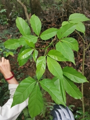 Crateva adansonii formosensis