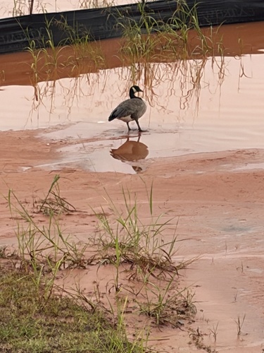 Canada Goose