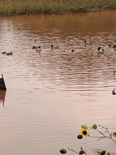Mallard