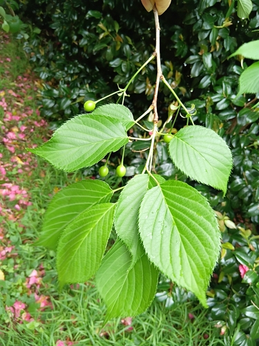 Prunus campanulata observed 2026-10-16