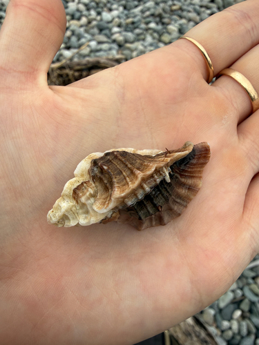 Ceratostoma foliatum observed 2026-10-12