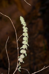 Asterohyptis stellulata