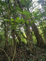 Crateva adansonii formosensis