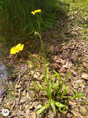Helenium scorzonerifolium