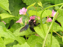 Xylocopa tranquebarorum