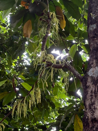 Baccaurea observed 2026-10-16