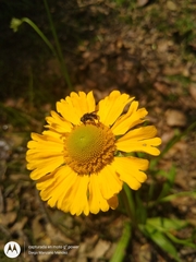 Helenium scorzonerifolium