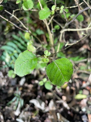 Coprosma rotundifolia observed 2026-10-16