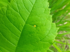 Puccinia sparganioidis